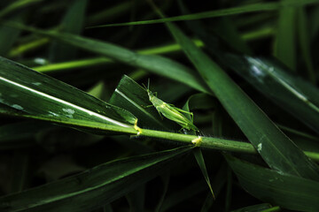 Green grasshopper standing to jump on a green