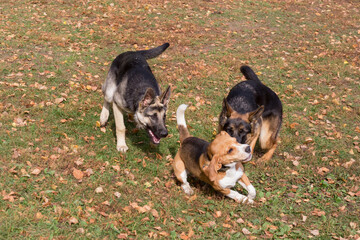 Two cute german shepherd dog puppies and english beagle puppy are playing in the autumn park. Pet animals.