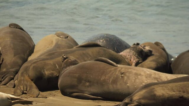 Several huge adult Elephant Seals sleeping together on the beach in the sun. One seal scratches itself with a flipper.