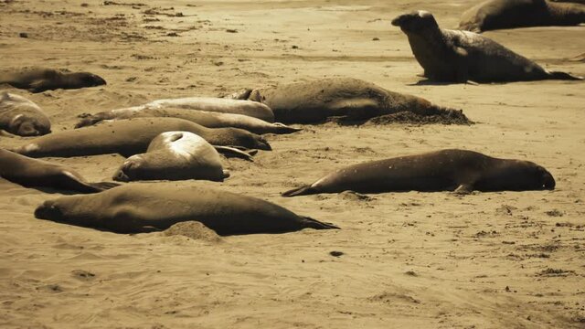 Large adult male Elephant seal decides to move positions and waddles to a new spot for napping in the sun.