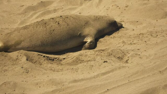 Close view of a juvenile Elephant Seal throwing sand on its back to try and stay cool while it naps in the afternoon sun.
