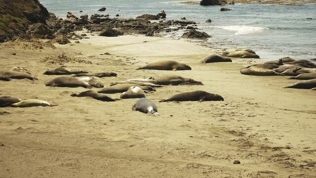 Large group of adult Elephant Seals take an afternoon nap on a yellow sand beach in California, USA.