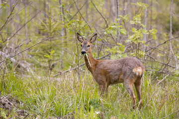 European roe deer (Capreolus capreolus) eating grass