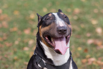 Portrait of happy miniature bull terrier in the autumn park. Two years old. Pet animals.