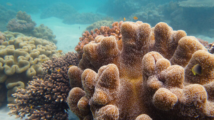 Naklejka na ściany i meble Underwater Scene Coral Reef. Tropical underwater sea fishes. Leyte, Philippines.