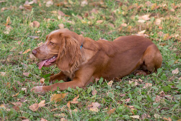 Cute russian spaniel is lying on a autumn foliage in the park. Pet animals.