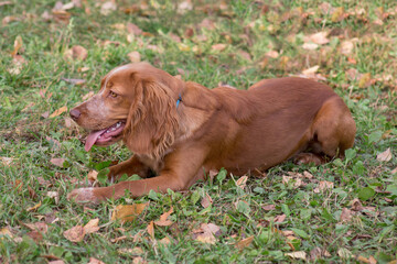 Obraz premium Cute russian spaniel is lying on a autumn foliage in the park. Pet animals.