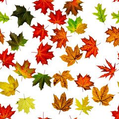 Maple leaf seamless pattern. Colorful maple foliage. Season leaves fall background. Autumn yellow red, orange leaf isolated on white.