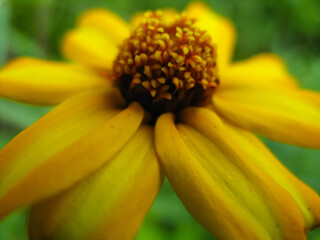 A selective focus Macro image of a yellow flower with bler green background