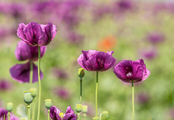 row of purple breadseed poppy (Papaver somniferum) flowers in the field