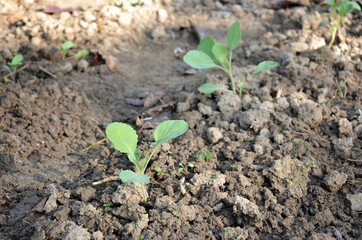 bunch the small ripe green cabbage plant seedlings in the garden.
