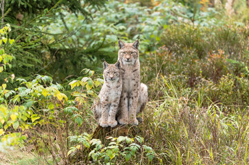 Luchsfamilie