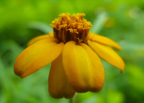 A selective focus Macro image of a yellow flower with bler green background