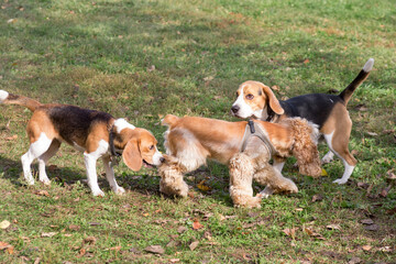 Two cute english beagle puppies and cavalier king charles spaniel puppy are playing in the autumn park. Pet animals.