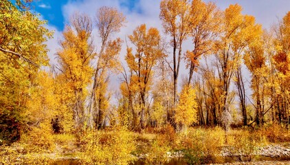 The beautiful autumn golden foliage of cottonwood trees in Teton National Park, Jackson Hole,...