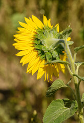 back of sunflower flower head