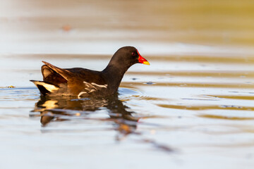 Common moorhen (Gallinula chloropus) swimming on a lake in early morning light.