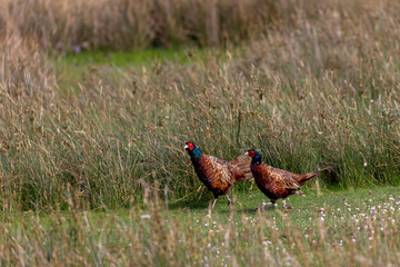 Common Pheasants (Phasianus colchicus) in the salt marshes on the East Frisian island Juist, Germany.
