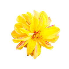 Vector yellow flower isolated on white background. Bright sunny summer detailed and accurate design in low poly style. Floral design element.