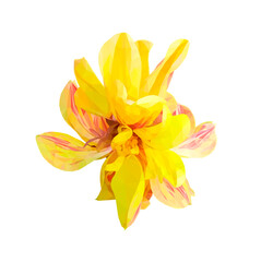 Fototapeta premium Vector yellow flower isolated on white background. Bright sunny summer detailed and accurate design in low poly style. Floral design element.