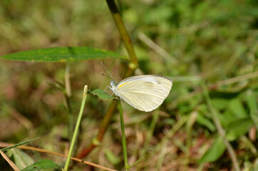 the small beautiful white butterfly hold on green grass with plant.