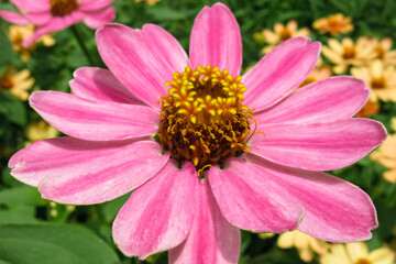 A macro image of a zinnia flower with pink petals and blur background