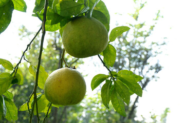 bunch the green ripe grapefruit with leaves and branch in the garden.