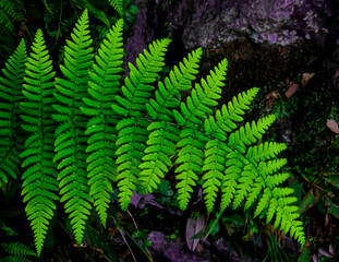 Selective focus shallow depth of field image of a lush green fern leaf with dark background