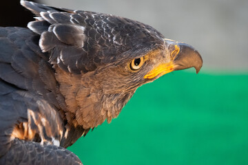 red tailed hawk
