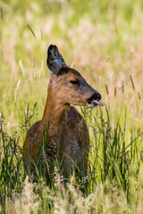 Samica Sarna Koza Capreolus spaceruje po zielonej łące, ostoja zwierzyny, piekna wysoka zielona trawa na łące © PeterG
