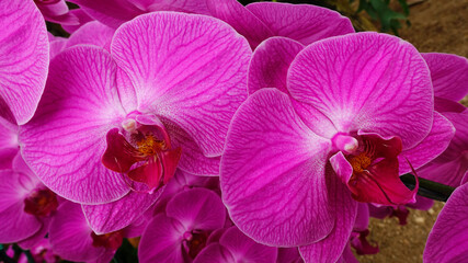 Close up of orchid flower blossom growing on plant stem