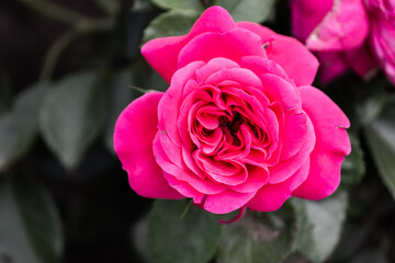 Pink roses in the garden after the rain. Close-up.