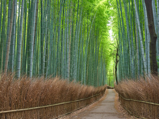 嵯峨野の竹林 