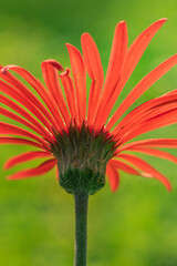 A selective focus low dynamic range Abstract close up Macro image of a red Gerbera taken from the rear side of the flower in low light 