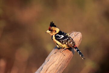 The crested barbet (Trachyphonus vaillantii) sitting on a dry branch. A colorful mighty songbird with a tuft with a very colorful background.