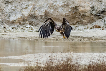 White Tailed Eagle (Haliaeetus albicilla) in flight. Also known as the ern, erne, gray eagle, Eurasian sea eagle and white-tailed sea-eagle. Wings Spread. Poland, Europe. Birds of prey.