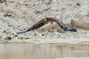 White Tailed Eagle (Haliaeetus albicilla) in flight. Also known as the ern, erne, gray eagle, Eurasian sea eagle and white-tailed sea-eagle. Wings Spread. Poland, Europe. Birds of prey.