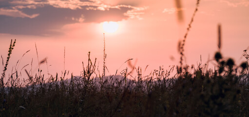 Silhouette of grass against the golden sunset background in summer time. Banner size.