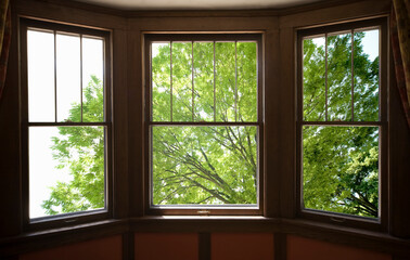 窓から新緑