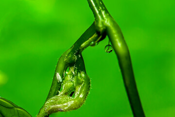 Obraz premium A white insect was perched on a branch alone.