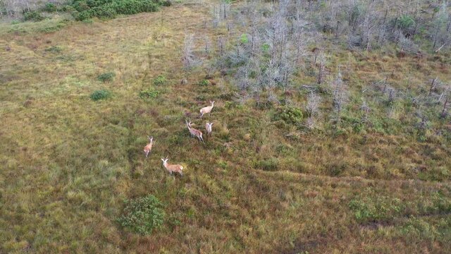 Aerial view of deer in County Donegal - Ireland