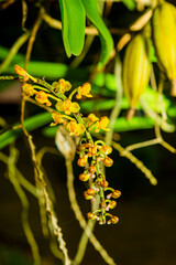 The orchid is blooming to show off the pollen hidden within.