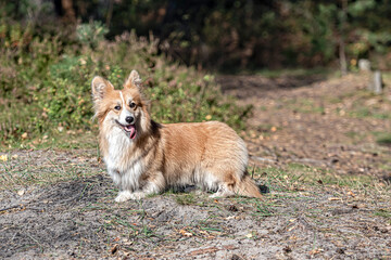 Naklejka na ściany i meble portrait of a red welsh corgi pembroke dog in the forest on a sunny summer day