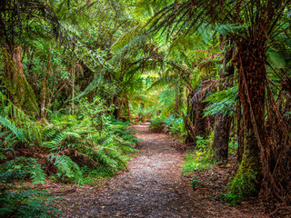Ferny Walk
