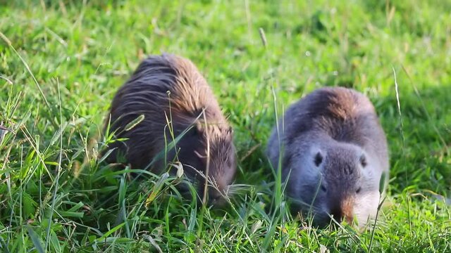 Two muskrats went ashore and are eating green grass.