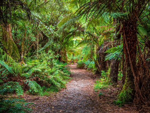 Fototapeta Ferny Walk