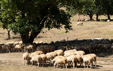 A herd of goats and sheep. Animals graze in the meadow. Pastures of Europe.