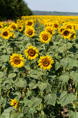 Field of Golden sunflowers, illuminated by the midday sun. Sunflower Flower Blossom.