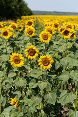Fototapeta premium Field of Golden sunflowers, illuminated by the midday sun. Sunflower Flower Blossom.