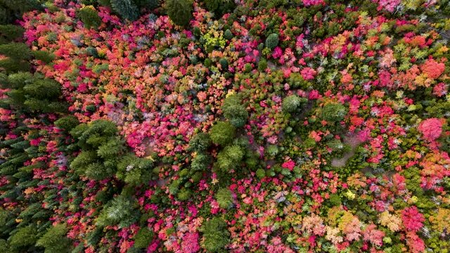 Sensational springtime vibrant outdoor colorful pink, orange, and yellow autumn leaves, landscape, green trees, in dense forest and garden, directly above descending aerial